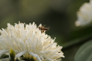 bee on a coffee flower