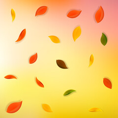Falling autumn leaves. Red, yellow, green, brown n