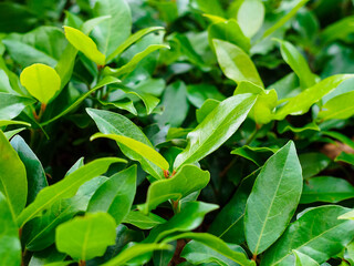 laurel leaves on branches close-up