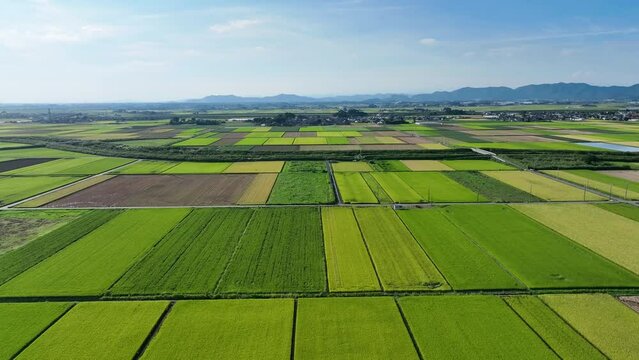 稲の収穫時期を迎えた田畑の空撮風景