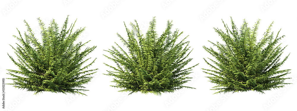 Poster 3d rendering of fern tree isolated