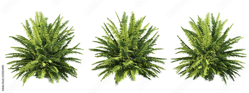Poster 3d rendering of fern tree isolated