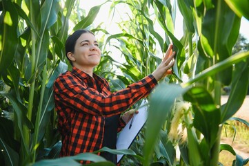 woman farmer in a field of corn cobs