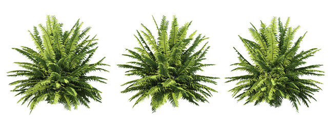 3d rendering of fern tree isolated - obrazy, fototapety, plakaty