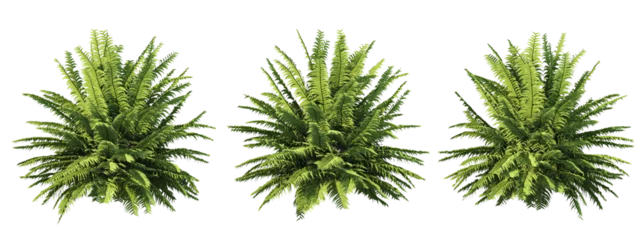 Fotobehang 3d rendering of fern tree isolated © parinya
