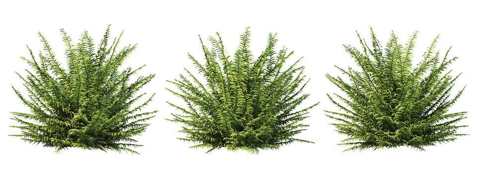 3d rendering of fern tree isolated