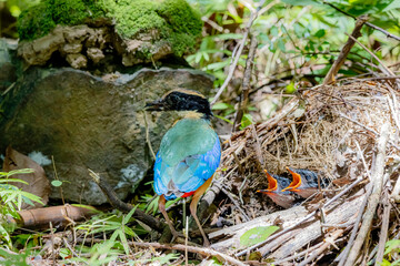 The Blue-winged Pitta feeding a baby