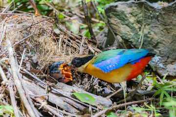 The Blue-winged Pitta feeding a baby