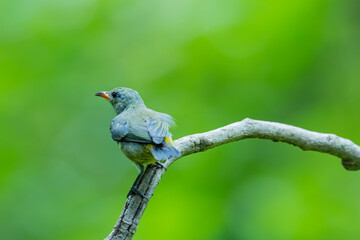 The Orange-bellied Flowerpecker on a branch