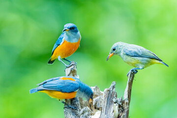 The Orange-bellied Flowerpecker on a branch
