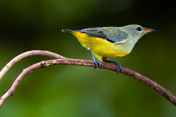 The Orange-bellied Flowerpecker on a branch