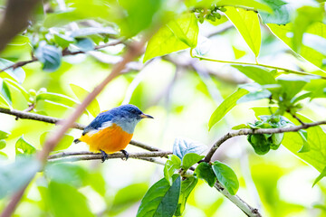 The Orange-bellied Flowerpecker on a branch