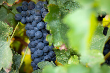 Uvas en una viña al atardecer (vendimia, vino, septiembre)