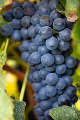 Uvas en una viña al atardecer (vendimia, vino, septiembre)