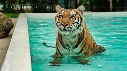 Tiger playing in the swimming pool