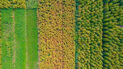 Aerial photography of Yellow Sea Forest Park in Dongtai City, Yancheng City, Jiangsu Province, China in autumn