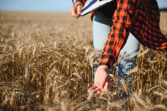 female farmer analyzing wheat crop
