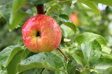 Ripe apples with water droplets are on the branches in the autumn garden.