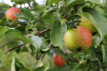 Ripe apples with water droplets are on the branches in the autumn garden.