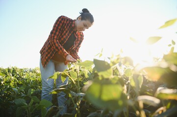 Fototapeta na wymiar A female farmer in soybean field