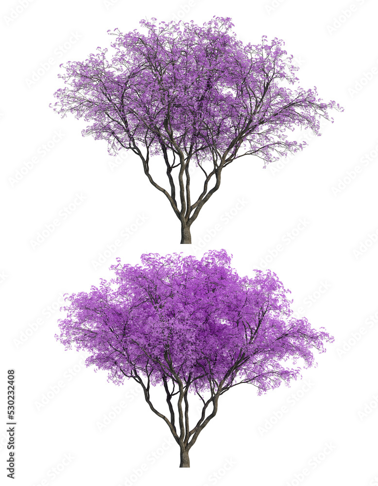 Poster 3d rendering of jacaranda mimosifolia tree isolated