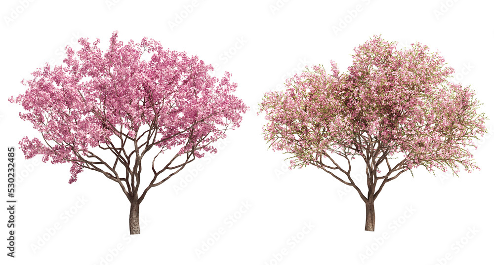 Poster 3d rendering of cherry tree isolated