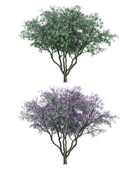 3D rendering of Jacaranda mimosifolia tree isolated