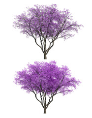 3D rendering of Jacaranda mimosifolia tree isolated