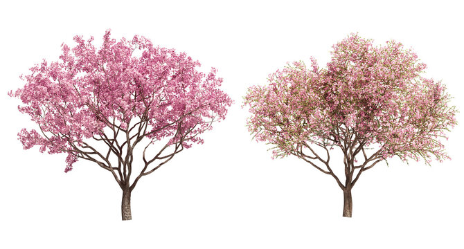 3D rendering of cherry tree isolated