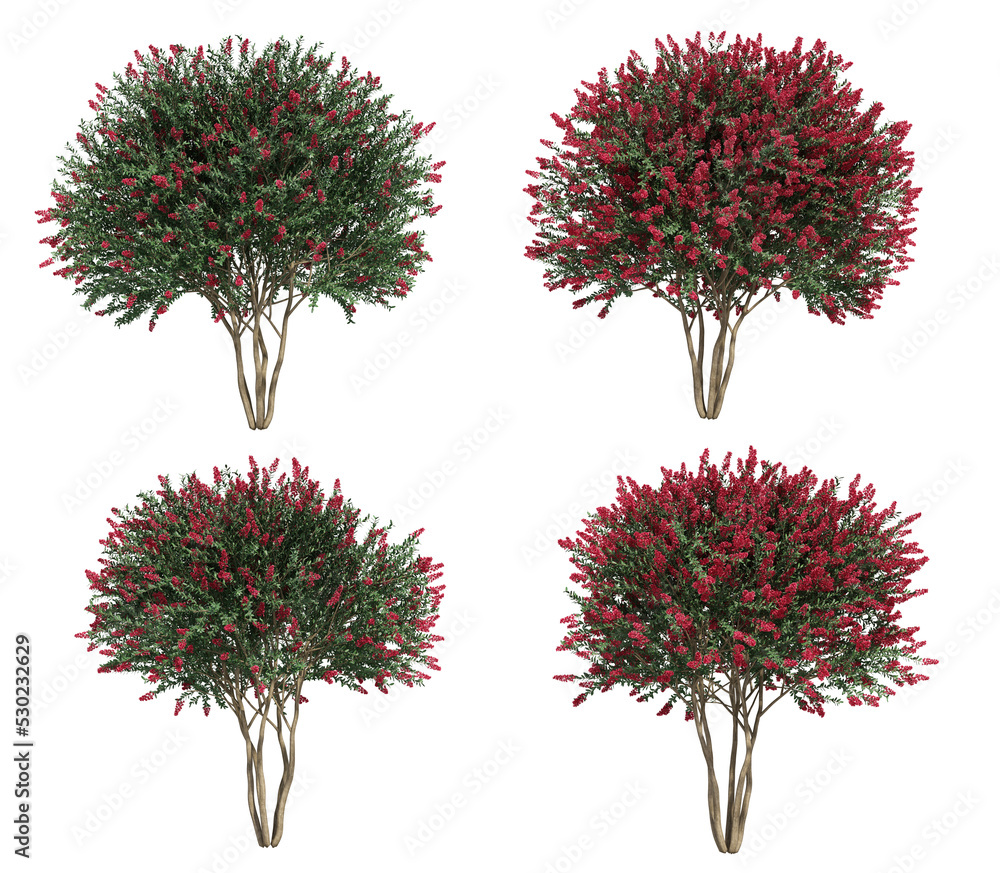 Poster 3d rendering of crepe myrtle tree isolated