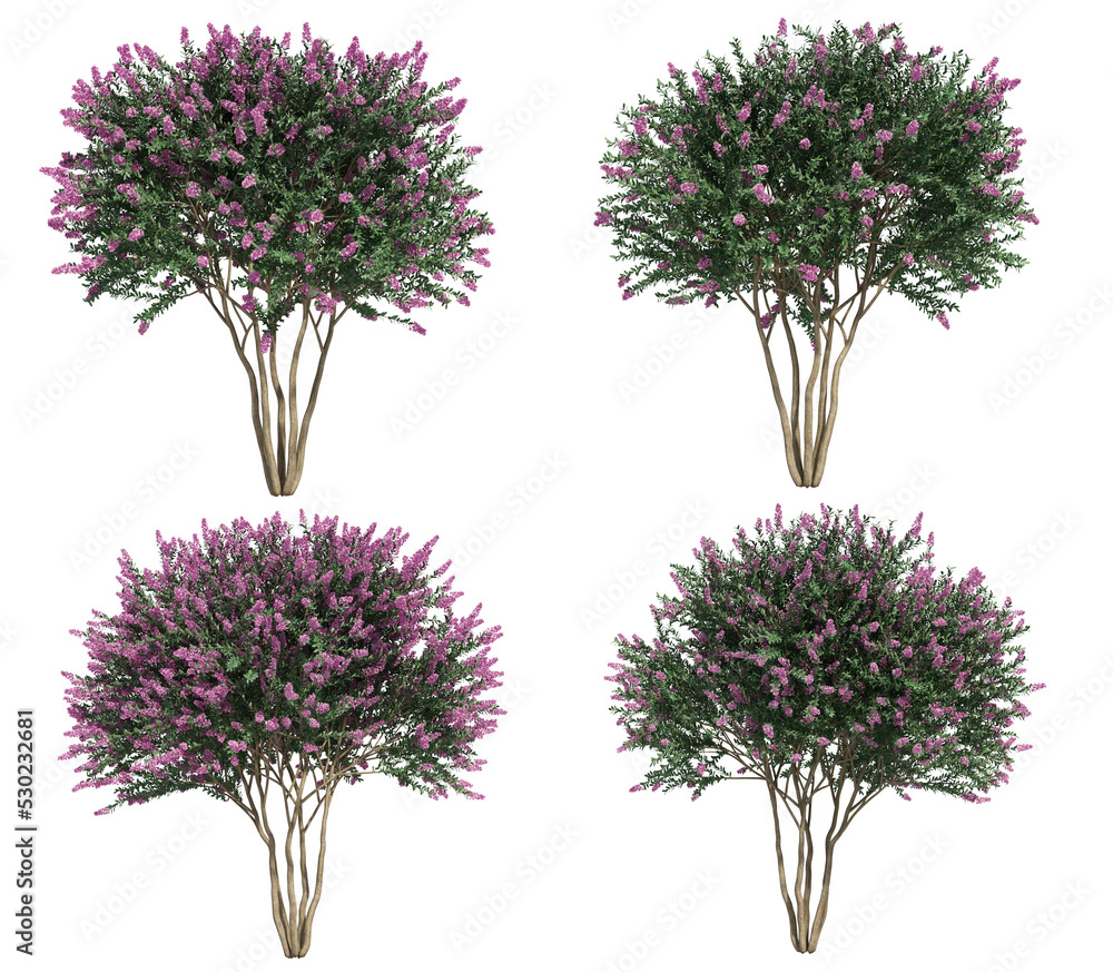 Poster 3d rendering of crepe myrtle tree isolated