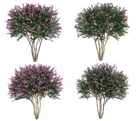 3d rendering of Crepe myrtle tree isolated