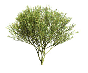 3d rendering of DESERT MUSEUM PALO VERDE tree isolated
