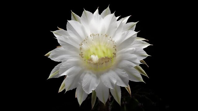 Time lapse footage of white cactus flower growing blossom from bud to full blossom isolated on black background, 4k front view video, close up b roll shot backlit effect.
