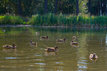 Ducks swim in a forest pond on a sunny summer day
