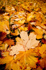 fallen autumn leaves background