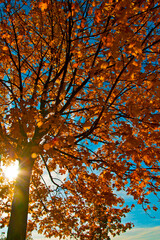 autumn maple tree with sunflare