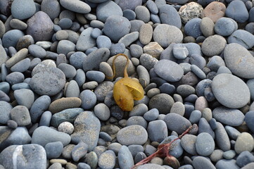 Rialto Beach in Olympic National Park, Washington