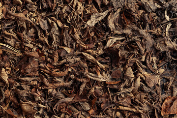 Fototapeta premium Carpet of brown dry leaves on the ground. Late fall.