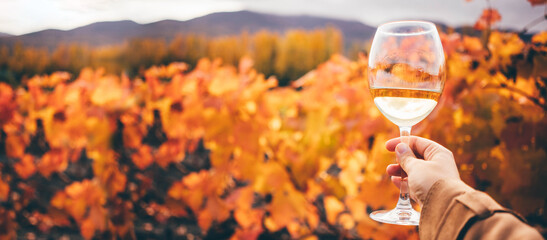 White wine in wineglass near grapevine with red and yellow leaves on vineyard at bright sunlight on nice autumn day closeup.