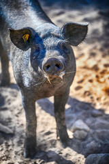 vietnam pig on the farm © Iliya Mitskavets