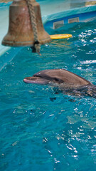 Portrait of a dolphin pokes its head above the water in a swimming pool and a blur bell.