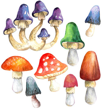 Watercolor illustration set of different fantasy mushrooms