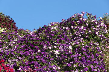 Obraz na płótnie Canvas Pink, purple flowers of surfinia (ampelous petunia). Summer flowers. Floral postcard with pink surfinia. Garden, seasonal gardening. Purple surfinia blossom. Pink bloom of surfinia