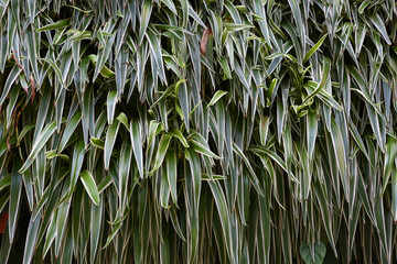 sedge grass background close up photo