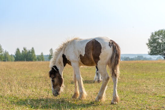 A Tinker colt eats grass on a pasture in summer