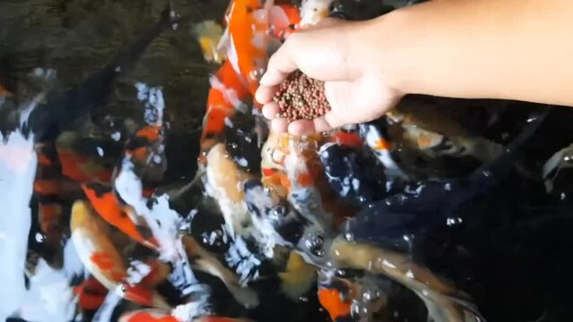 feeding koi fish in captivity pond