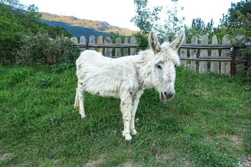 Fototapeta premium A donkey in a park near the city of Yalta. Crimea 2021