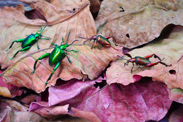Beetle : Frog-legged beetles or leaf beetles (Sagra femorata) in tropical forest of Thailand. One of world most beautiful beetles with iridescent metallic colors. Selective focus