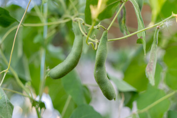 Green beans grow on the plant in summer, bean pods